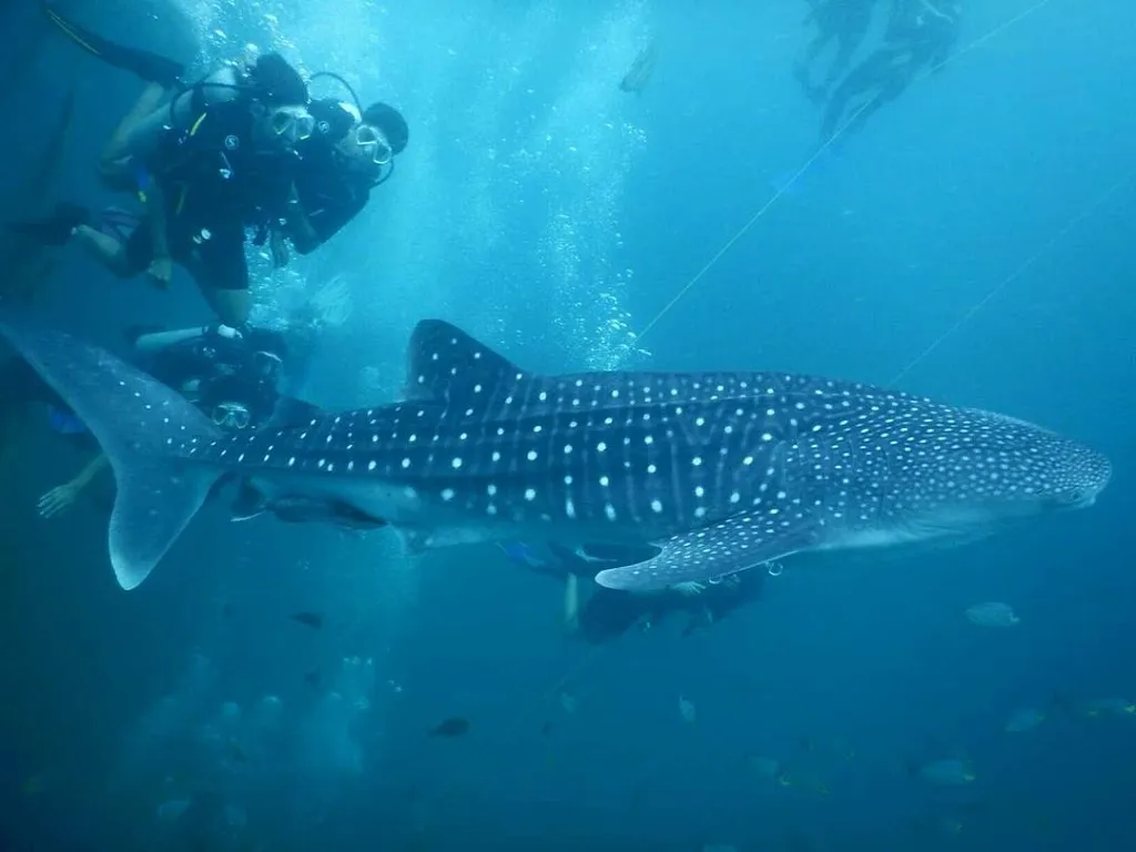 scuba diving in Pondicherry